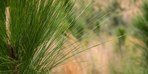 Cover photo for Longleaf Pine Initiative